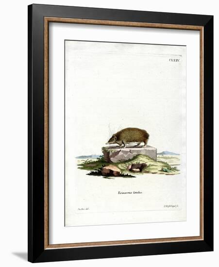 Greater Hedgehog Tenrec-null-Framed Giclee Print