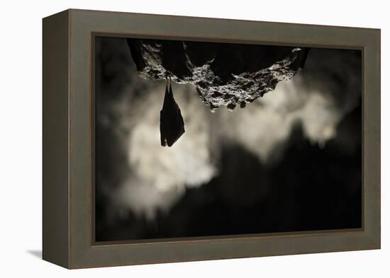 Greater Horseshoe Bat (Rhinolophus Ferrumequinum) Roosting in Cave. Croatia. November-Alex Hyde-Framed Premier Image Canvas