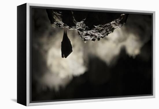 Greater Horseshoe Bat (Rhinolophus Ferrumequinum) Roosting in Cave. Croatia. November-Alex Hyde-Framed Premier Image Canvas