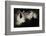 Greater Horseshoe Bat (Rhinolophus Ferrumequinum) Roosting in Cave. Croatia. November-Alex Hyde-Framed Photographic Print