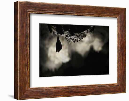 Greater Horseshoe Bat (Rhinolophus Ferrumequinum) Roosting in Cave. Croatia. November-Alex Hyde-Framed Photographic Print