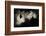 Greater Horseshoe Bat (Rhinolophus Ferrumequinum) Roosting in Cave. Croatia. November-Alex Hyde-Framed Photographic Print