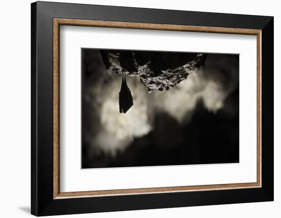 Greater Horseshoe Bat (Rhinolophus Ferrumequinum) Roosting in Cave. Croatia. November-Alex Hyde-Framed Photographic Print