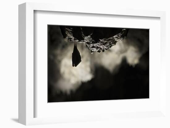 Greater Horseshoe Bat (Rhinolophus Ferrumequinum) Roosting in Cave. Croatia. November-Alex Hyde-Framed Photographic Print