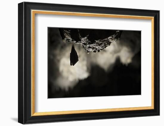 Greater Horseshoe Bat (Rhinolophus Ferrumequinum) Roosting in Cave. Croatia. November-Alex Hyde-Framed Photographic Print