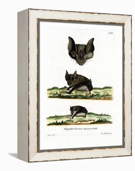 Greater Horseshoe Bat-null-Framed Premier Image Canvas