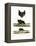 Greater Horseshoe Bat-null-Framed Premier Image Canvas