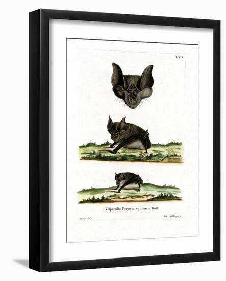 Greater Horseshoe Bat-null-Framed Giclee Print