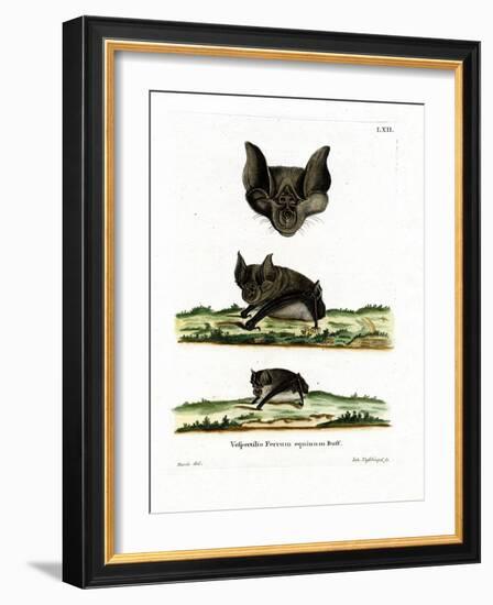 Greater Horseshoe Bat-null-Framed Giclee Print