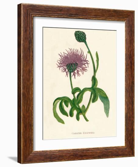 'Greater Knapweed', c1891, (1891)-Anne Pratt-Framed Giclee Print