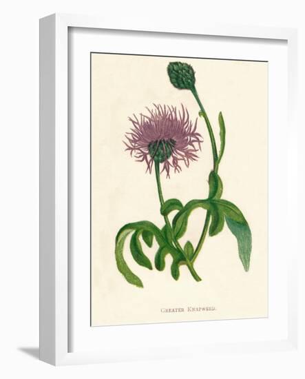 'Greater Knapweed', c1891, (1891)-Anne Pratt-Framed Giclee Print