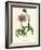 'Greater Knapweed', c1891, (1891)-Anne Pratt-Framed Giclee Print