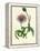 'Greater Knapweed', c1891, (1891)-Anne Pratt-Framed Premier Image Canvas