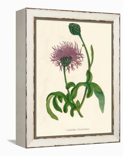 'Greater Knapweed', c1891, (1891)-Anne Pratt-Framed Premier Image Canvas