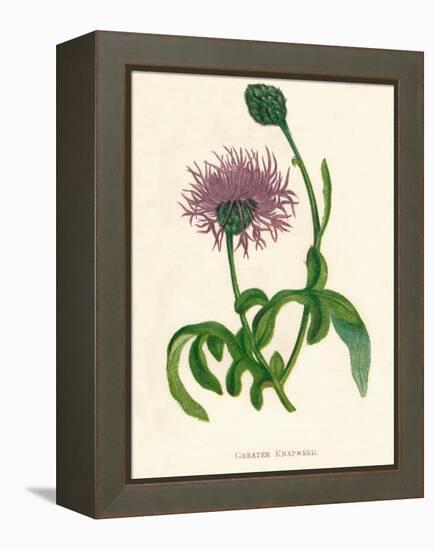 'Greater Knapweed', c1891, (1891)-Anne Pratt-Framed Premier Image Canvas