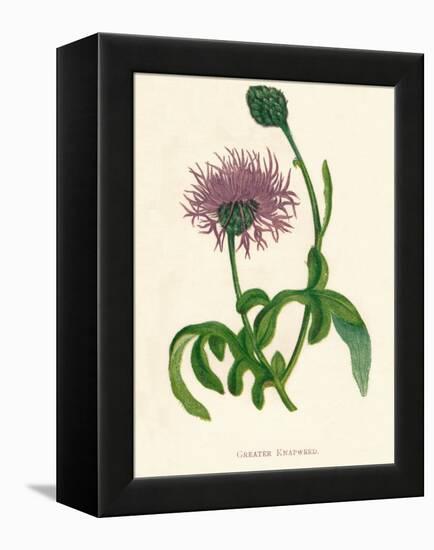 'Greater Knapweed', c1891, (1891)-Anne Pratt-Framed Premier Image Canvas