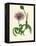 'Greater Knapweed', c1891, (1891)-Anne Pratt-Framed Premier Image Canvas