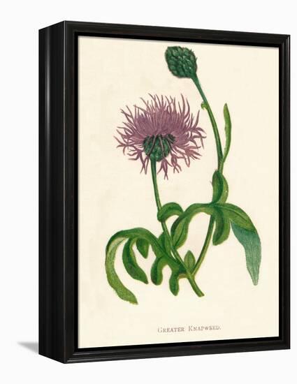 'Greater Knapweed', c1891, (1891)-Anne Pratt-Framed Premier Image Canvas