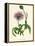 'Greater Knapweed', c1891, (1891)-Anne Pratt-Framed Premier Image Canvas