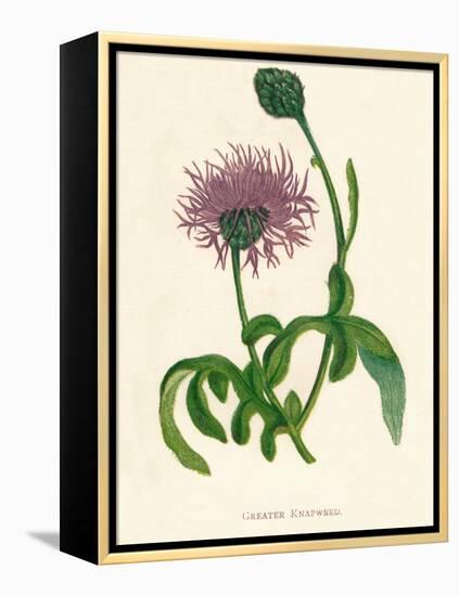 'Greater Knapweed', c1891, (1891)-Anne Pratt-Framed Premier Image Canvas