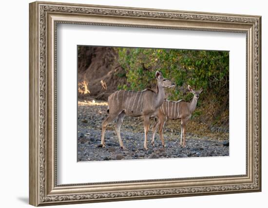 Greater kudu female (Tragelaphus strepsiceros) and calf, Mashatu Game Reserve, Botswana, Africa-Sergio Pitamitz-Framed Photographic Print