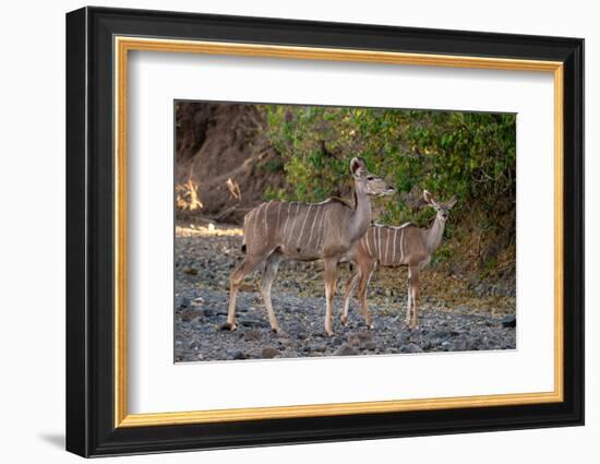 Greater kudu female (Tragelaphus strepsiceros) and calf, Mashatu Game Reserve, Botswana, Africa-Sergio Pitamitz-Framed Photographic Print