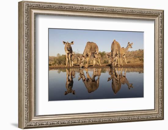 Greater kudu (Tragelaphus strepsiceros) at water, Zimanga private game reserve, KwaZulu-Natal-Ann and Steve Toon-Framed Photographic Print