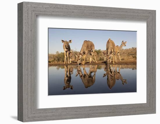 Greater kudu (Tragelaphus strepsiceros) at water, Zimanga private game reserve, KwaZulu-Natal-Ann and Steve Toon-Framed Photographic Print