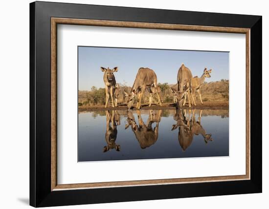 Greater kudu (Tragelaphus strepsiceros) at water, Zimanga private game reserve, KwaZulu-Natal-Ann and Steve Toon-Framed Photographic Print