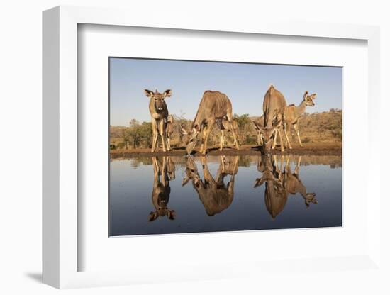 Greater kudu (Tragelaphus strepsiceros) at water, Zimanga private game reserve, KwaZulu-Natal-Ann and Steve Toon-Framed Photographic Print