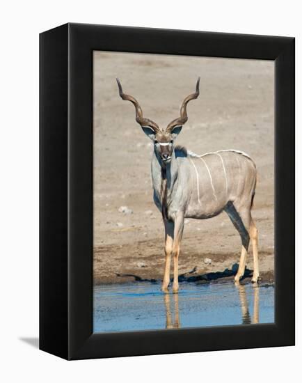 Greater Kudu (Tragelaphus Strepsiceros) at Waterhole, Etosha National Park, Namibia-null-Framed Stretched Canvas