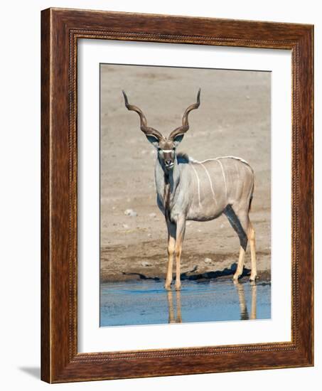 Greater Kudu (Tragelaphus Strepsiceros) at Waterhole, Etosha National Park, Namibia-null-Framed Photographic Print