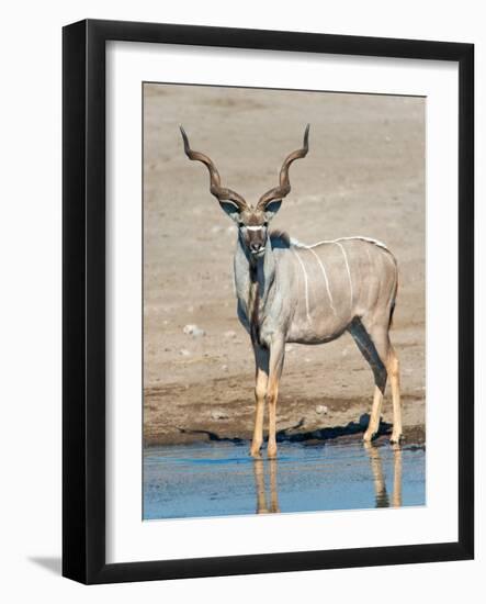 Greater Kudu (Tragelaphus Strepsiceros) at Waterhole, Etosha National Park, Namibia-null-Framed Photographic Print