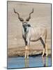 Greater Kudu (Tragelaphus Strepsiceros) at Waterhole, Etosha National Park, Namibia-null-Mounted Photographic Print