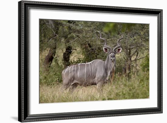 Greater Kudu (Tragelaphus Strepsiceros) Buck, Imfolozi Game Reserve, South Africa, Africa-James Hager-Framed Photographic Print