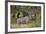 Greater Kudu (Tragelaphus Strepsiceros) Buck, Imfolozi Game Reserve, South Africa, Africa-James Hager-Framed Photographic Print