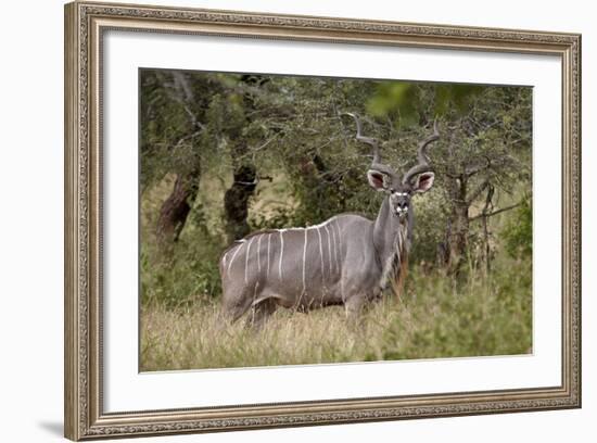 Greater Kudu (Tragelaphus Strepsiceros) Buck, Imfolozi Game Reserve, South Africa, Africa-James Hager-Framed Photographic Print