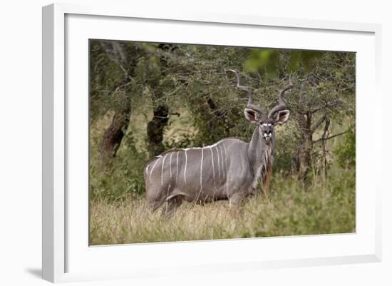 Greater Kudu (Tragelaphus Strepsiceros) Buck, Imfolozi Game Reserve, South Africa, Africa-James Hager-Framed Photographic Print