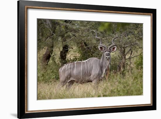 Greater Kudu (Tragelaphus Strepsiceros) Buck, Imfolozi Game Reserve, South Africa, Africa-James Hager-Framed Photographic Print