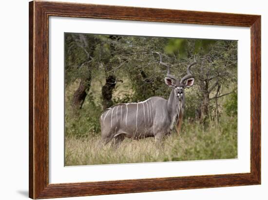 Greater Kudu (Tragelaphus Strepsiceros) Buck, Imfolozi Game Reserve, South Africa, Africa-James Hager-Framed Photographic Print