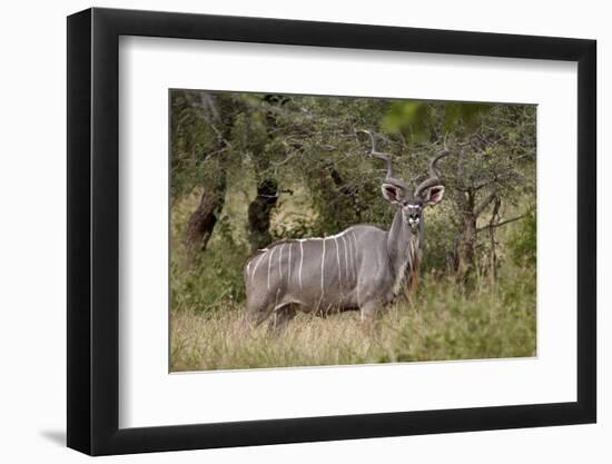 Greater Kudu (Tragelaphus Strepsiceros) Buck, Imfolozi Game Reserve, South Africa, Africa-James Hager-Framed Photographic Print