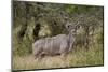 Greater Kudu (Tragelaphus Strepsiceros) Buck, Imfolozi Game Reserve, South Africa, Africa-James Hager-Mounted Photographic Print