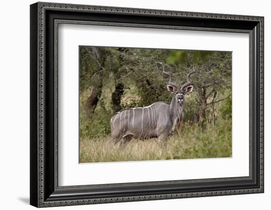 Greater Kudu (Tragelaphus Strepsiceros) Buck, Imfolozi Game Reserve, South Africa, Africa-James Hager-Framed Photographic Print