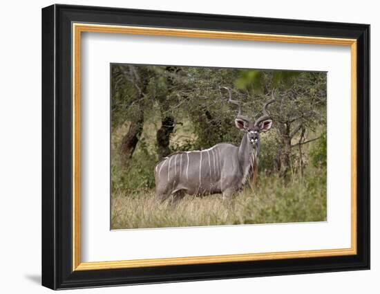 Greater Kudu (Tragelaphus Strepsiceros) Buck, Imfolozi Game Reserve, South Africa, Africa-James Hager-Framed Photographic Print