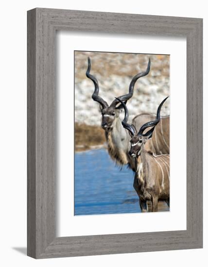 Greater Kudu (Tragelaphus strepsiceros), Etosha National Park, Namibia-null-Framed Photographic Print