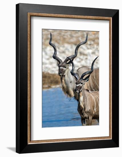 Greater Kudu (Tragelaphus strepsiceros), Etosha National Park, Namibia-null-Framed Photographic Print