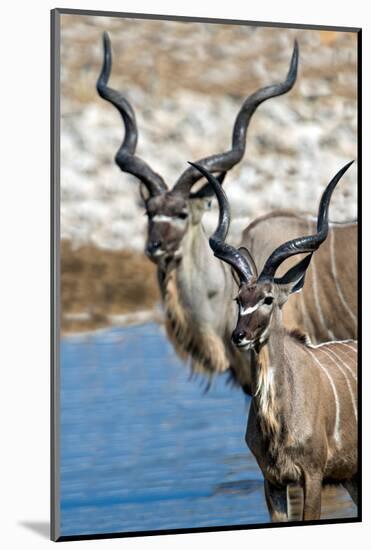 Greater Kudu (Tragelaphus strepsiceros), Etosha National Park, Namibia-null-Mounted Photographic Print