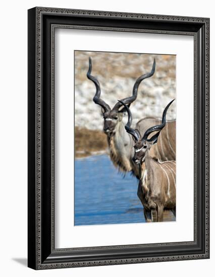 Greater Kudu (Tragelaphus strepsiceros), Etosha National Park, Namibia-null-Framed Photographic Print