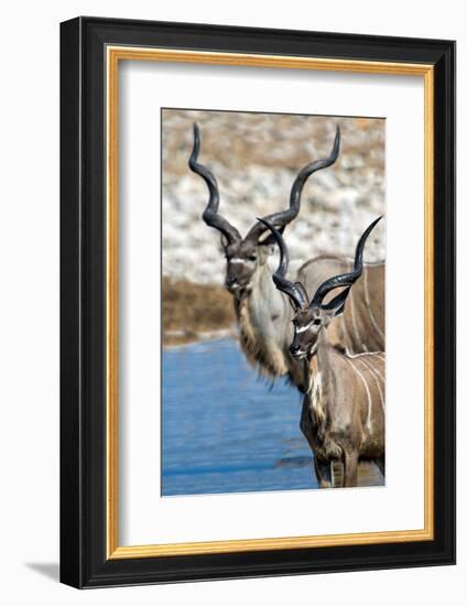 Greater Kudu (Tragelaphus strepsiceros), Etosha National Park, Namibia-null-Framed Photographic Print