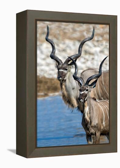 Greater Kudu (Tragelaphus strepsiceros), Etosha National Park, Namibia-null-Framed Premier Image Canvas